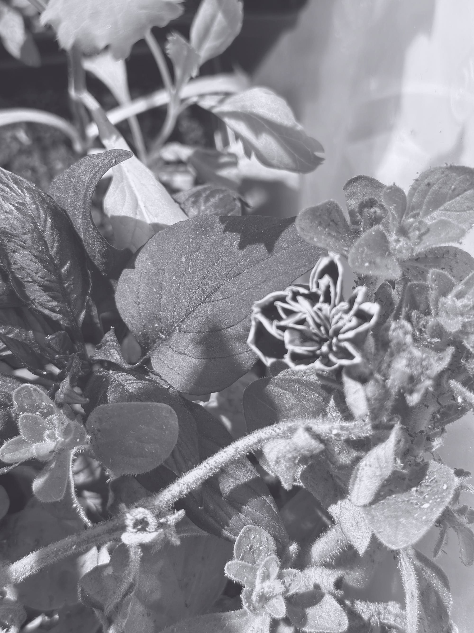 a black and white photograph of rich leaves and small black flowers rimmed with white