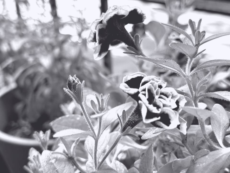 a black and white photograph of small black flowers rimmed with white